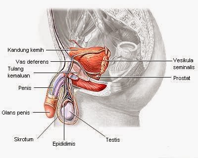 182 Pengenalan Struktur Fungsi Organ Reproduksi Sebagai Upaya Pencegahan Kekerasan Seksual Pada Anak Kusmiyati Khairuddin Pr