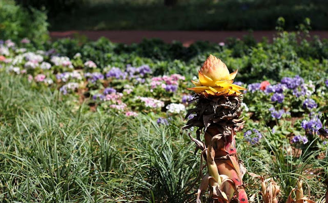 Chinese Yellow Banana Flowers Pictures