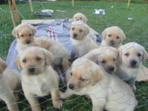 new labrador puppy checklist new labrador puppy checklist