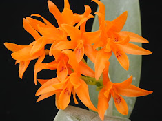 <i>Cattleya aurantiaca</i>