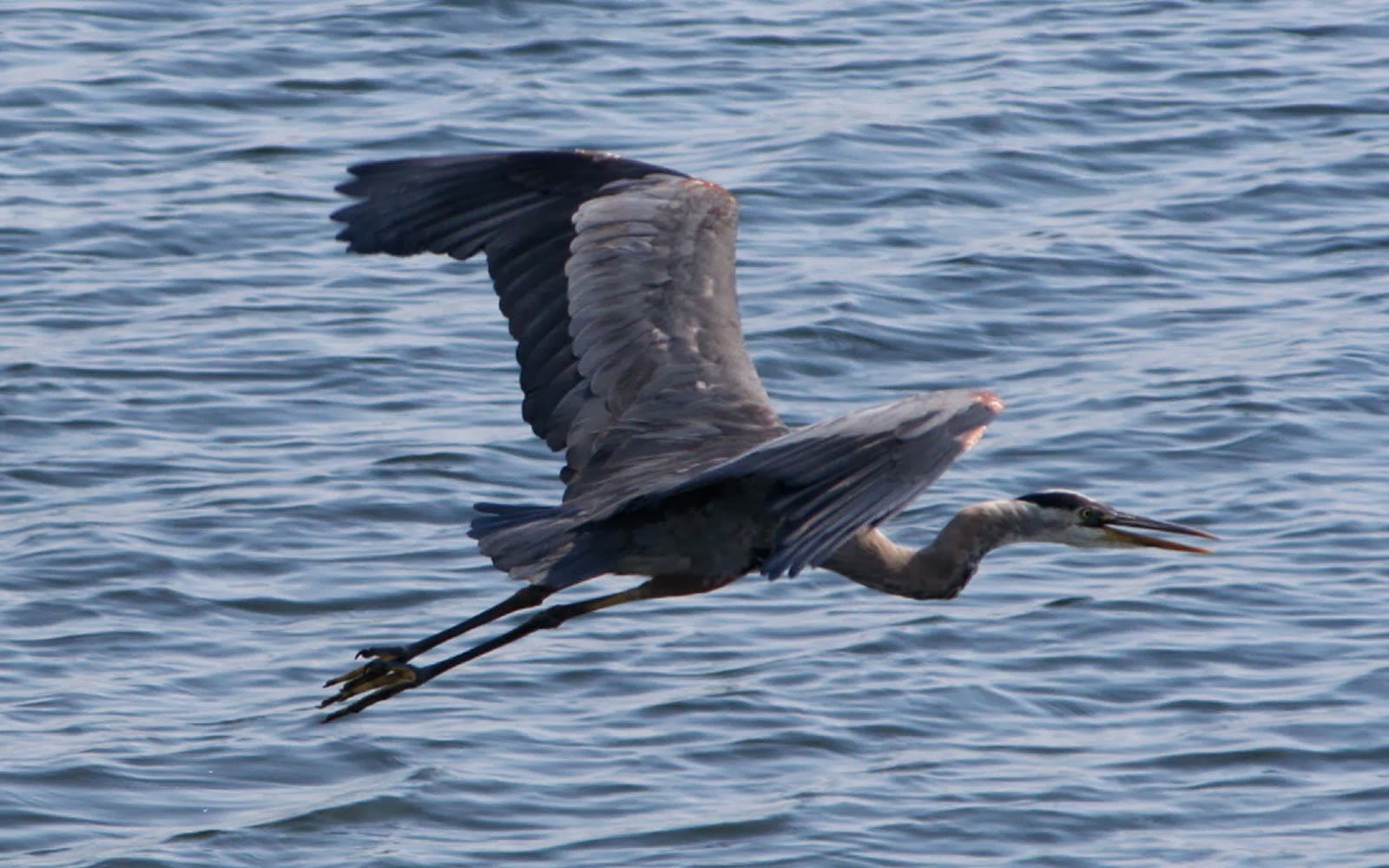 Great Blue Heron Bird Wallpapers 3D HD Wallpapers