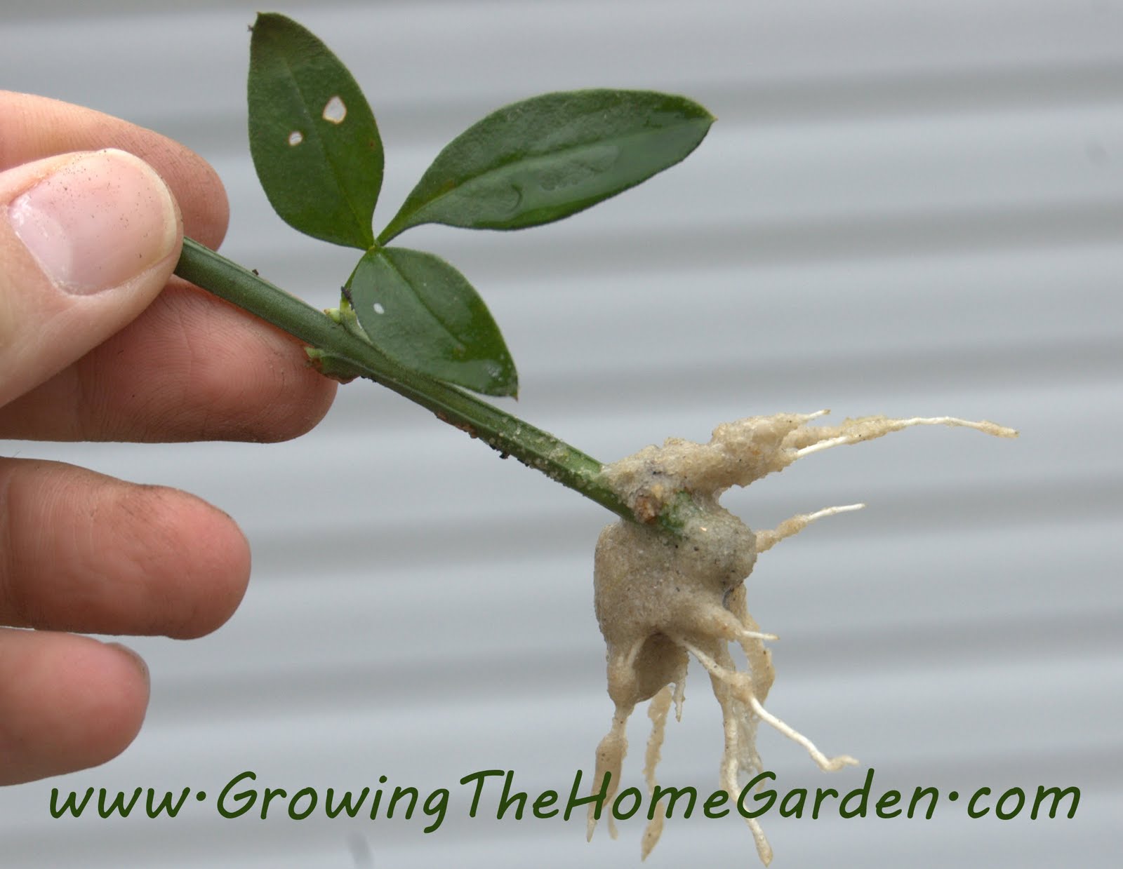 Results from Rooting Winter Jasmine, Crape Myrtles, and Viburnums