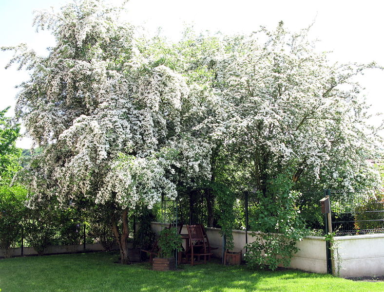 Sal Wood Tree