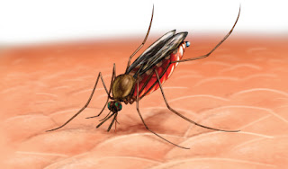 استخدام رائحة القدم في مكافحة الملاريا Malaria