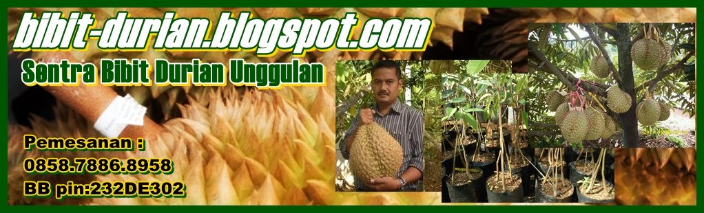 Bibit Durian