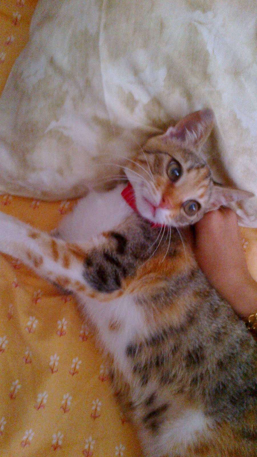 MİNELSE Ağustos 2014