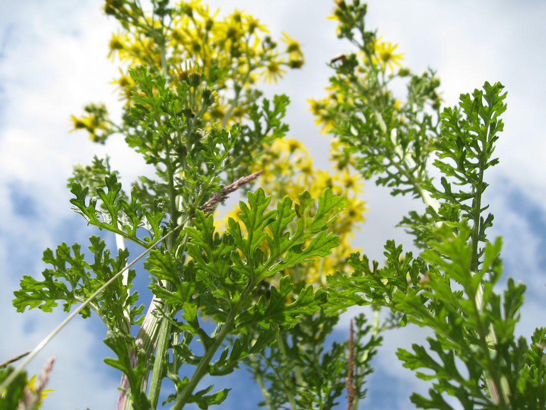 New Horse Owners How to recognise Ragwort