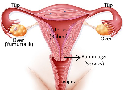 jinekoloji ve gebelik com