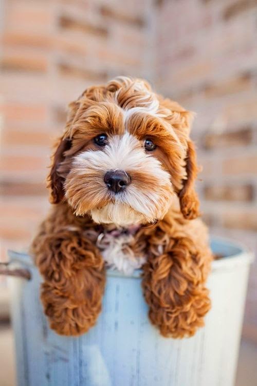 Cute puppy and dog Top 3 Beautiful Cute Cavapoo Puppies
