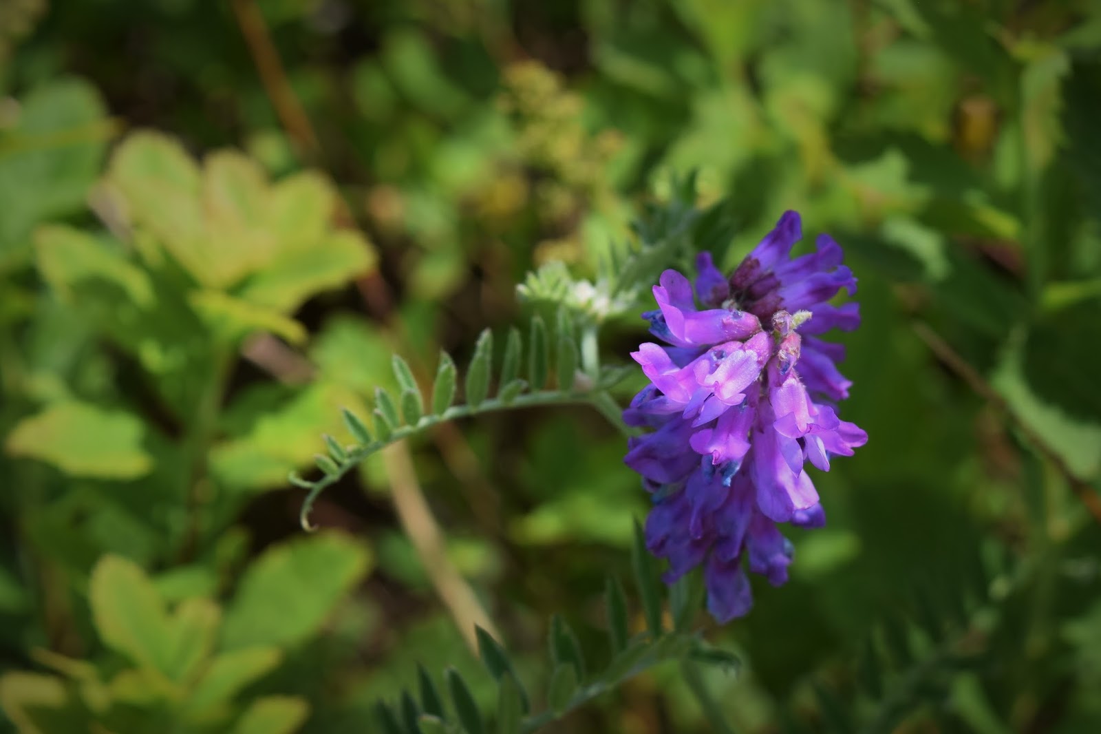 HappiLeeRVing Maine Wildflowers