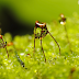 Beautiful Macro Photography