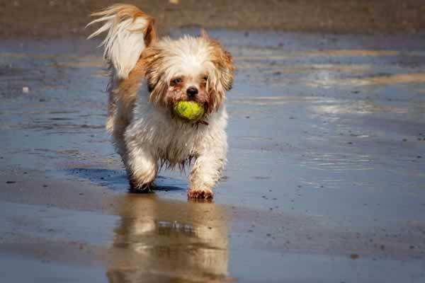 Shih+tzu+dog