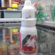 Burung Semarang