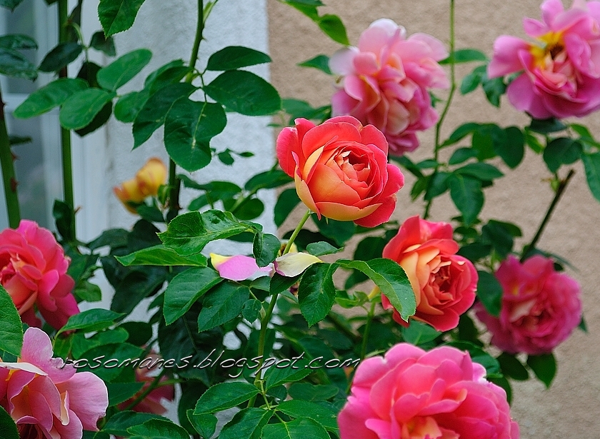 pernetiana rose