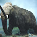 Sibirya'da Mamut Bedeni Bulundu!