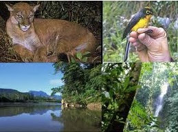 Fauna Del Ecuador