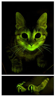 Glowing cats to help with the study of HIV. Photo Mayo Clinic
