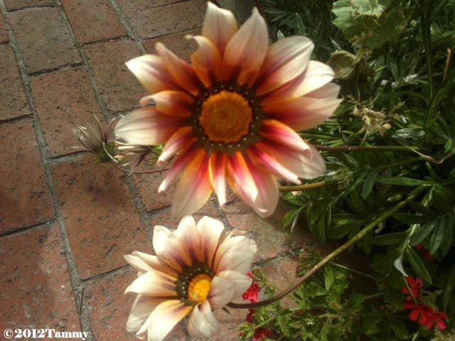 Tammy's gazanias