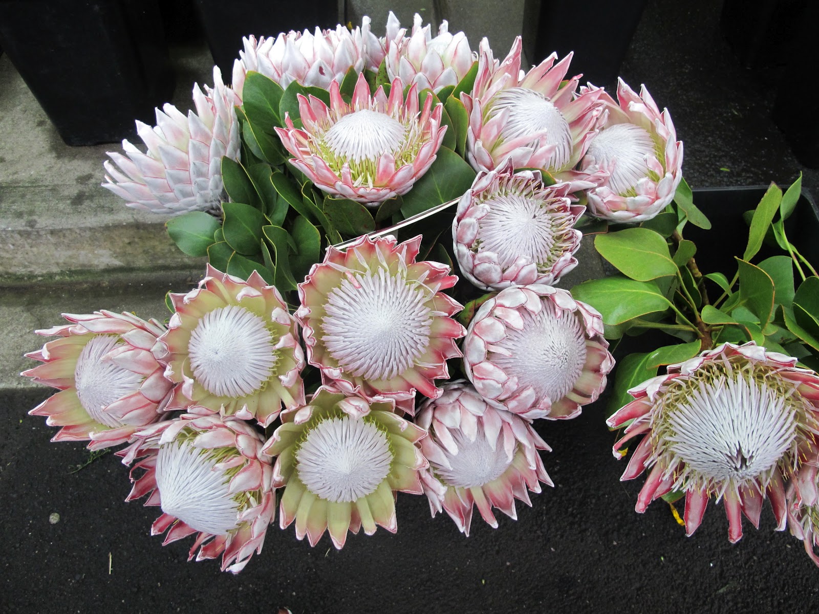 Pink Proteas