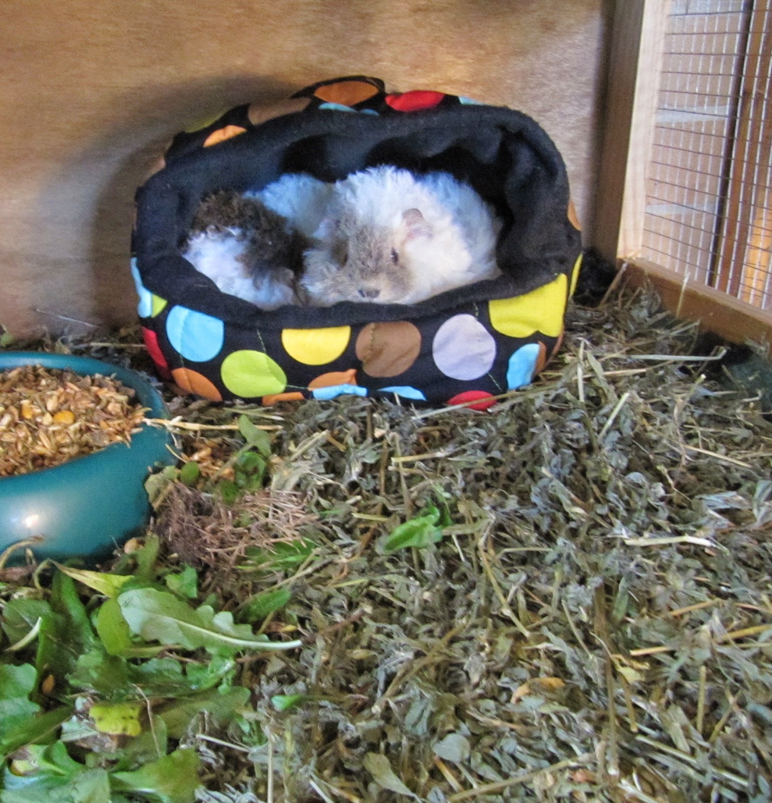 All Things Guinea Pig Cuddle Sacks
