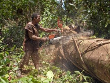 Illegal logging africa
