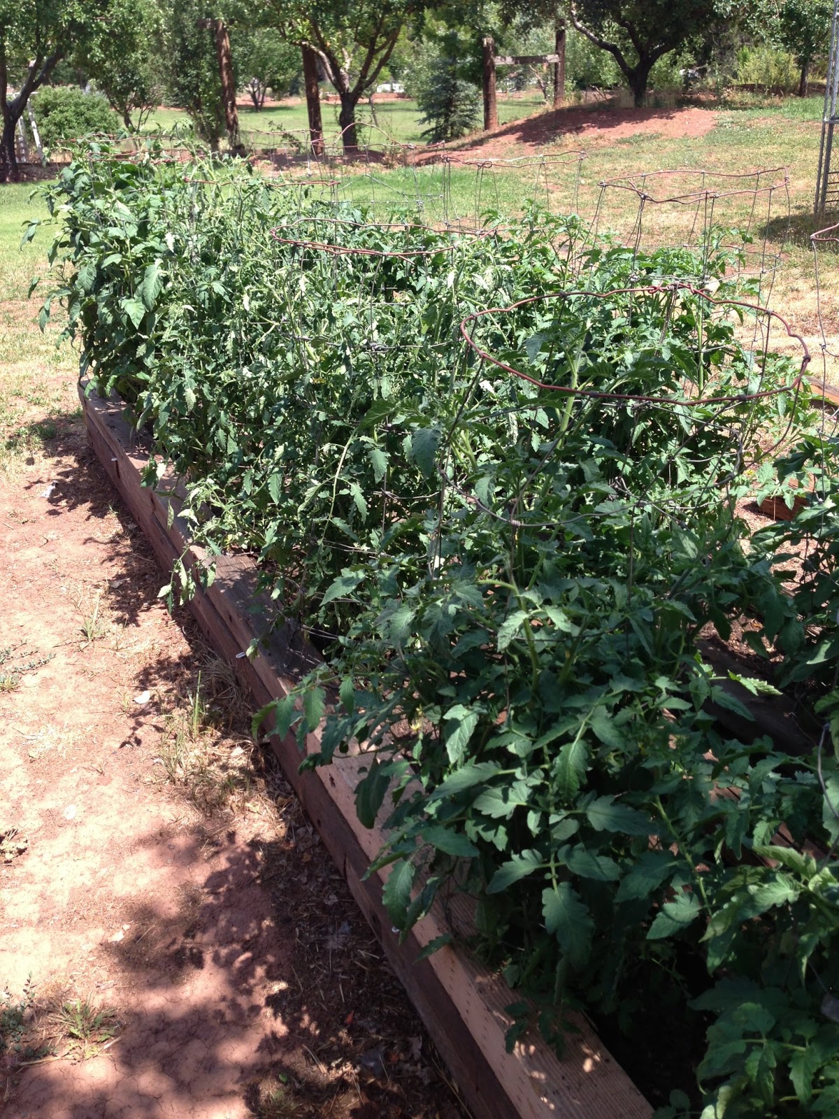 Dusty River Gardens Tomato wind protection