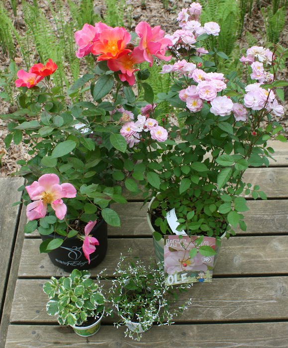 Wild Rose Vintage New Rose Bushes