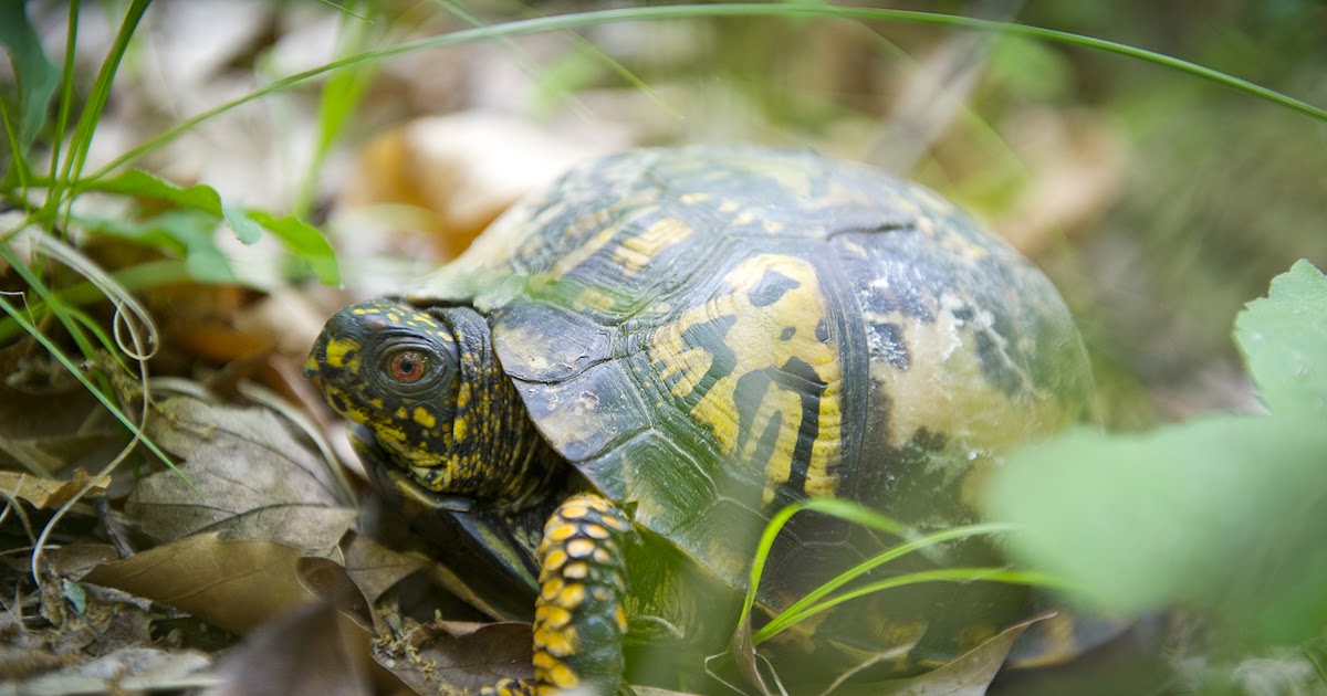 Showcasing the Michigan DNR Protecting Michigan box turtles, with some