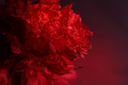 discriminación, equidad, igualdad, respeto