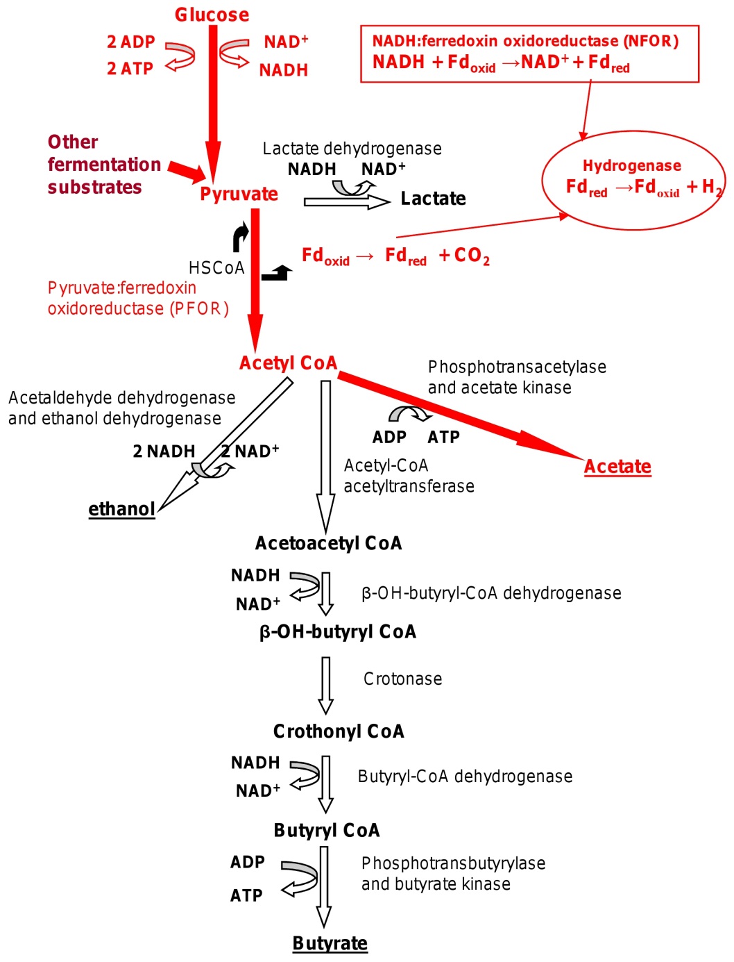 MICROBIAL METABOLISM CONTD...