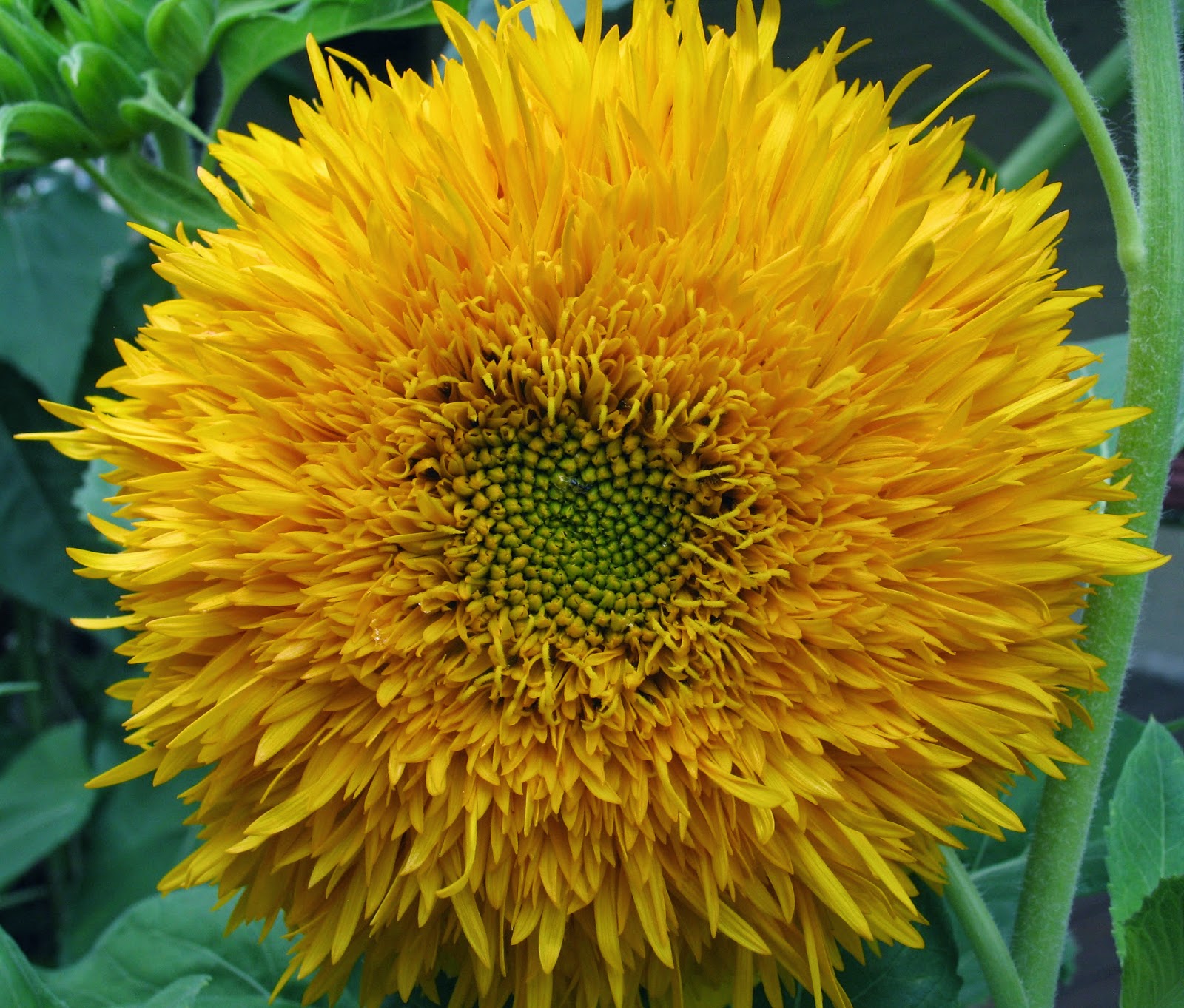 How many petals does a sunflower have?
