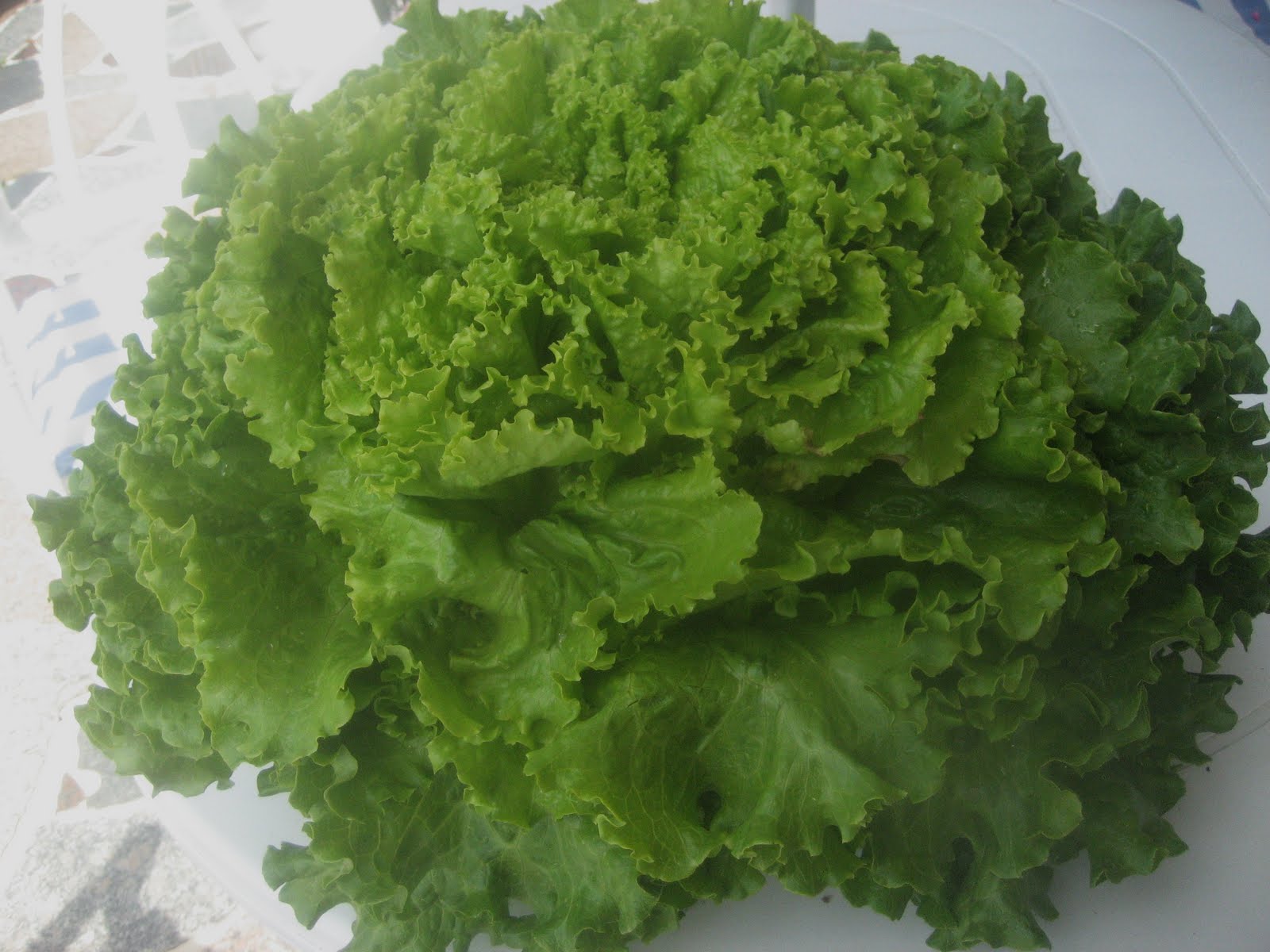 cocinaiarte UNA GRAN LECHUGA