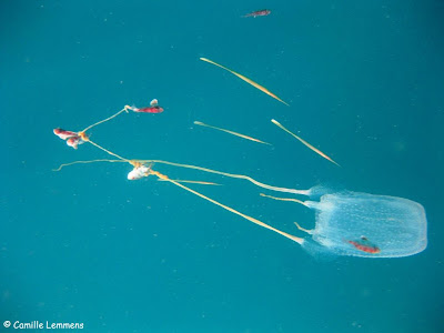 Box jelly fish on Koh Samui and the rest of Thailand