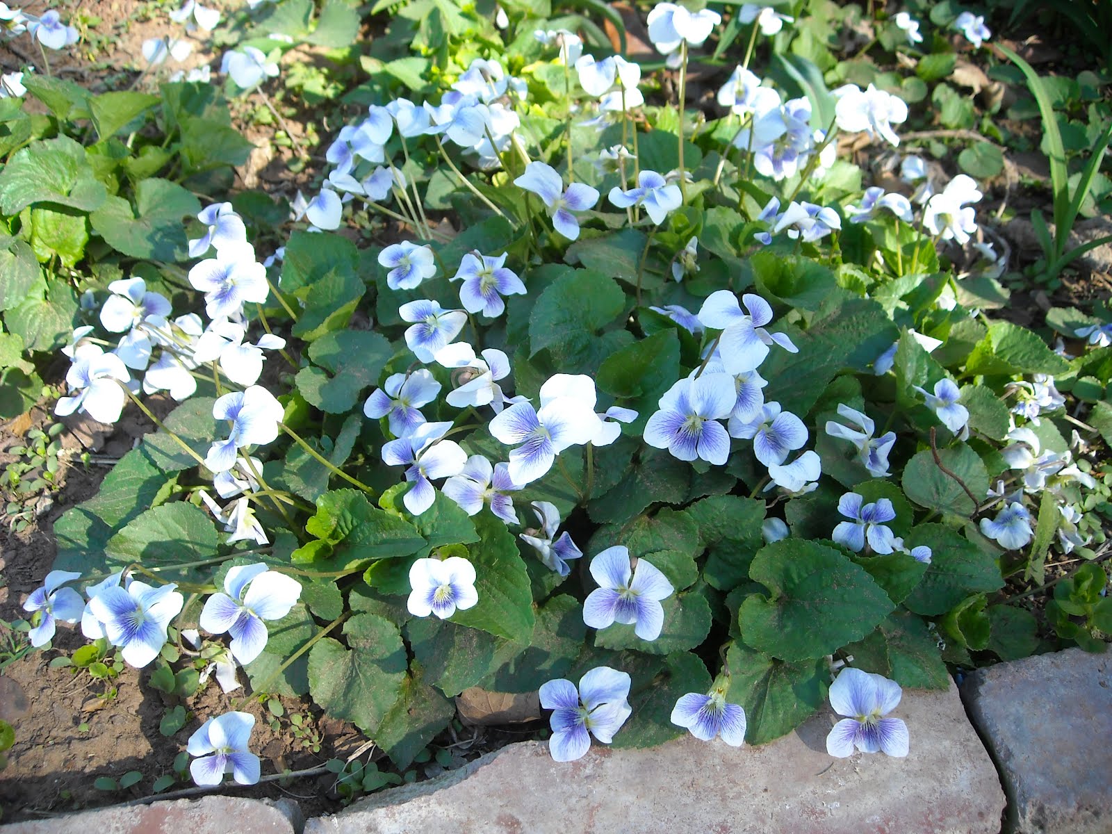 In the Garden and More Woodland Violets
