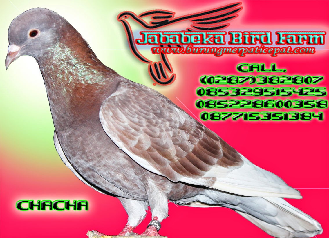 (0287) 382807 / 085228600358 / 085329515425 Burung Merpati