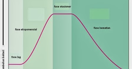 Fase Pertumbuhan Bakteri