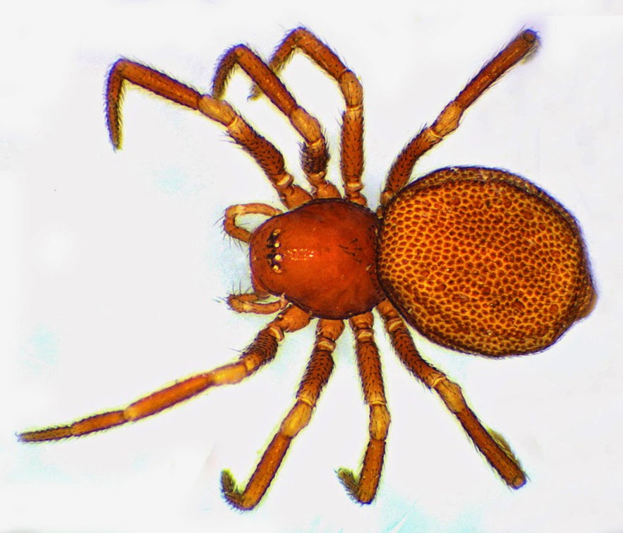 Variety of Life Anapidae