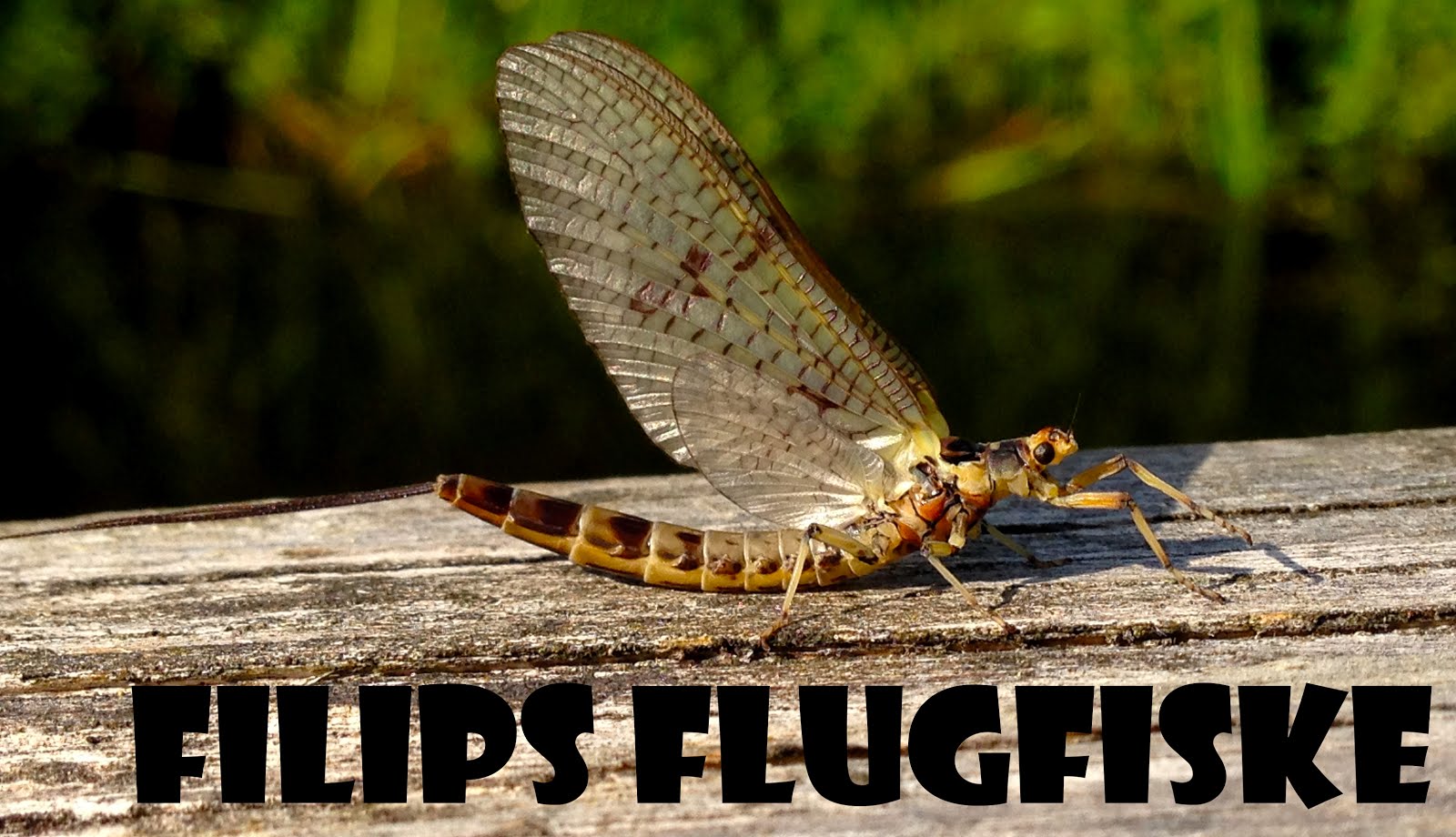 Filips flugfiske