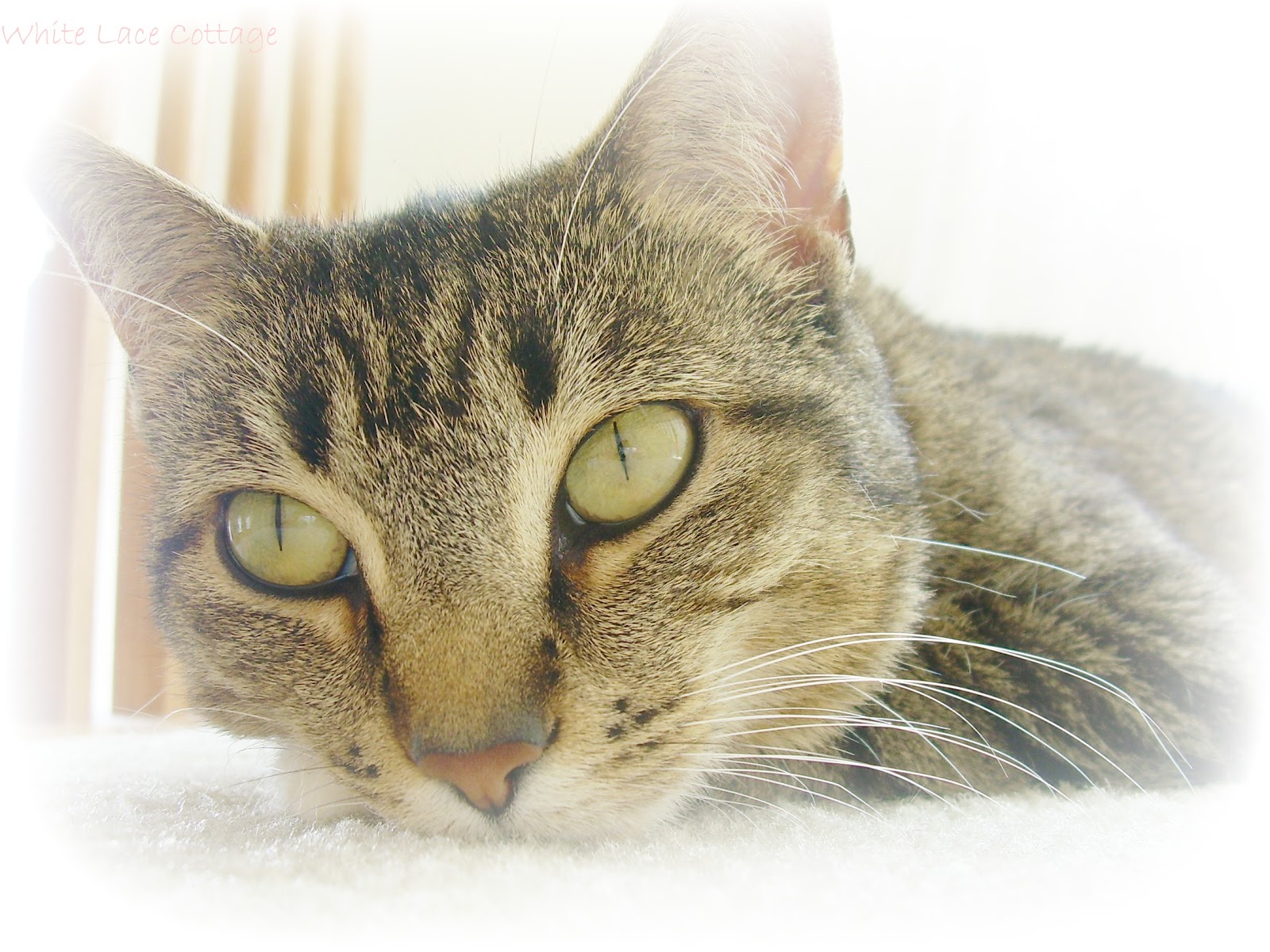 baby tabby cat baby tabby cat