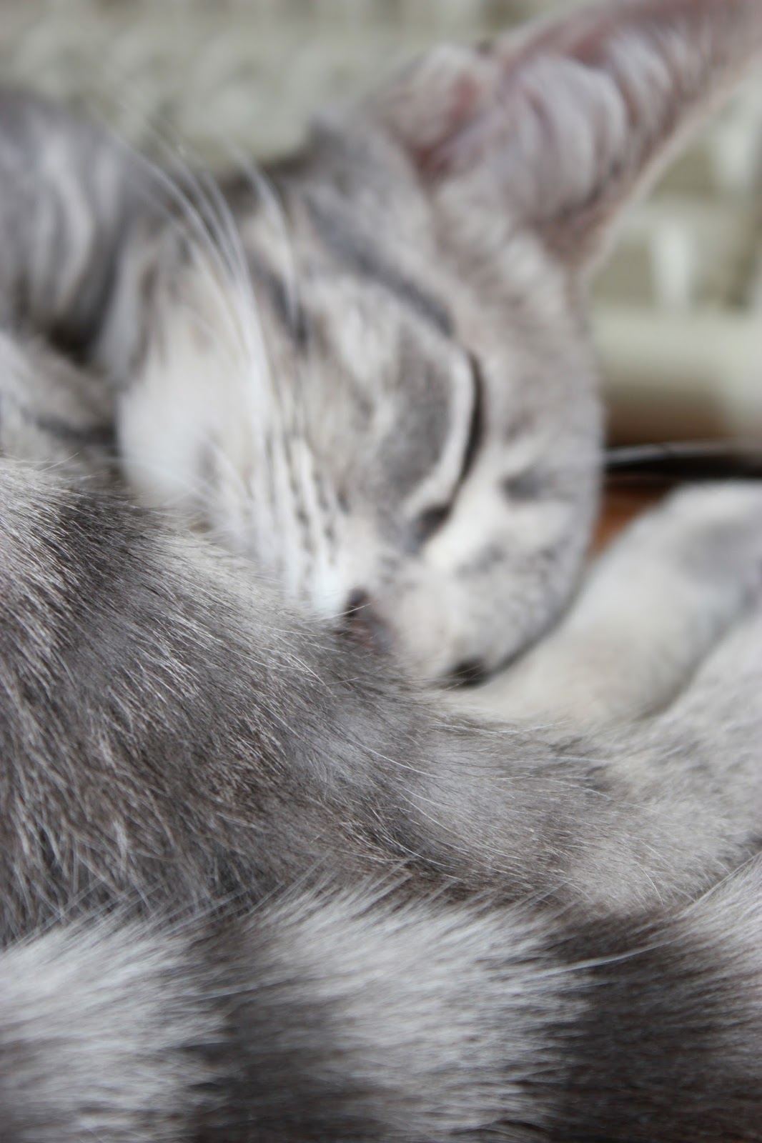 Soupedup Garden Fusilli with Sweet Red Peppers, Garlic, and Capers