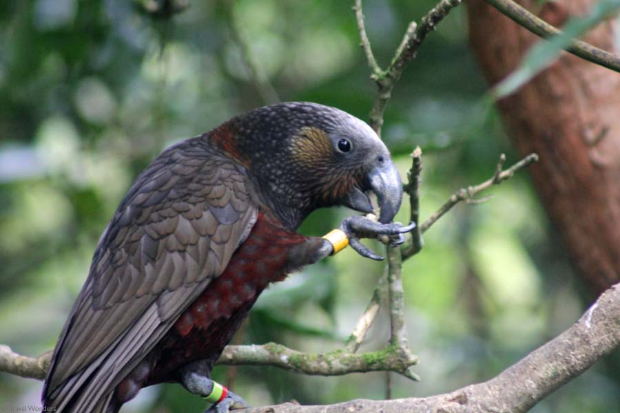 Zealandia Preserving New Zealand Wildlife (Wellington) Travel Wonders