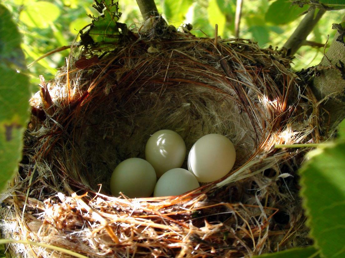 tales from the wilds some songbirds go quiet for the tales from the wilds some songbirds go quiet for the