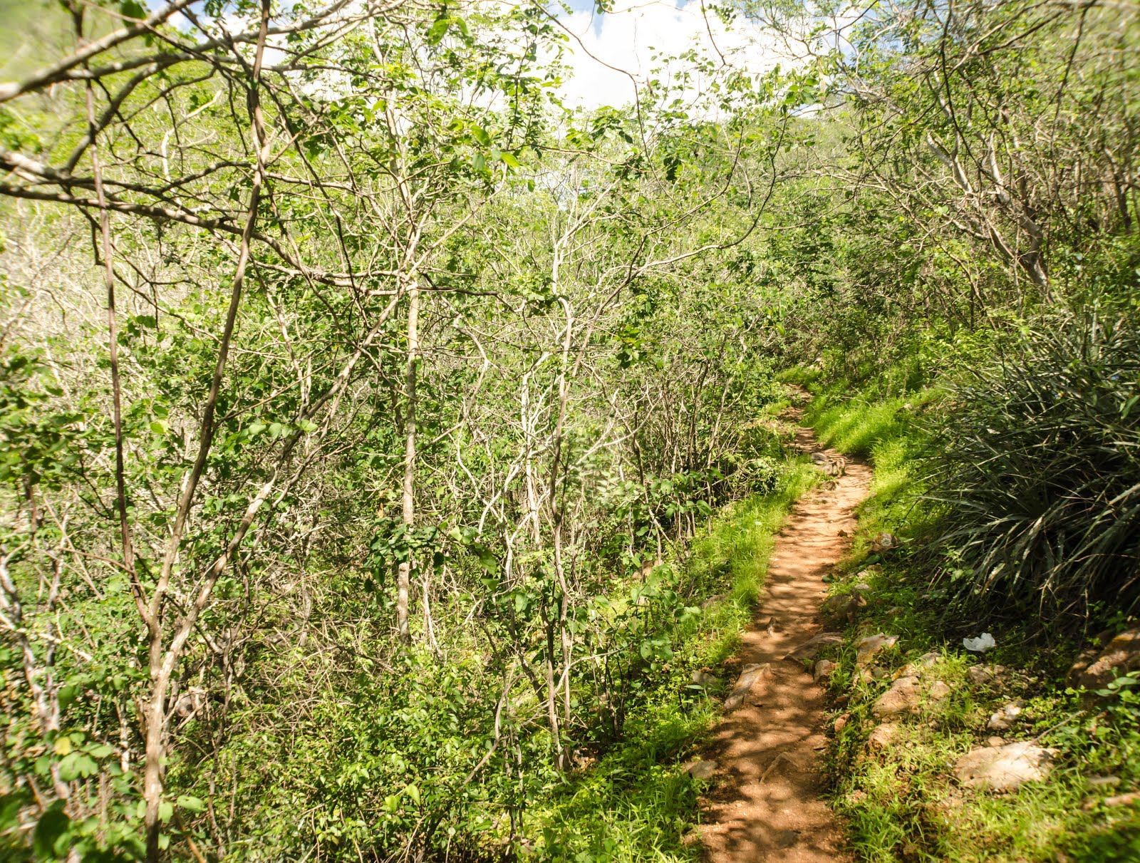 A CAMINHO DA GROTA DO ANGICO