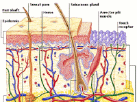 Skin Structure Diagram Skin Structure Diagram