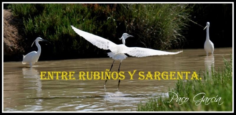 Entre Rubiños y Sargenta