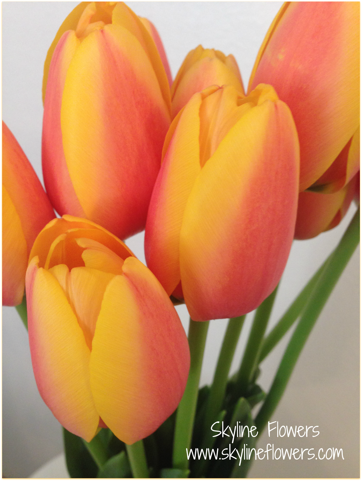 Skyline Flower Growers Skyline's French Tulips & Tulip field in Holland