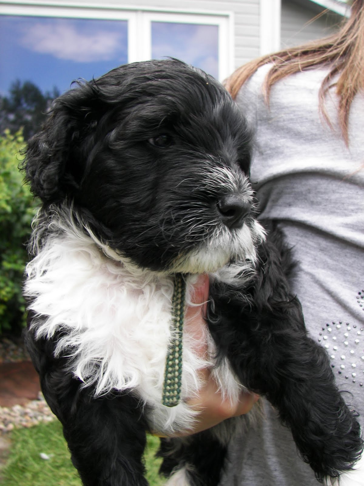 Pili Lani Portuguese Water Dogs