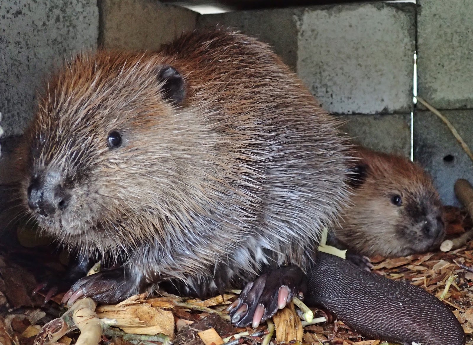 Washington Department of Ecology Beaver reintroduction a watershed success