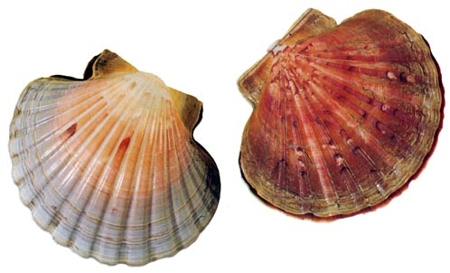 worlds biggest scallop