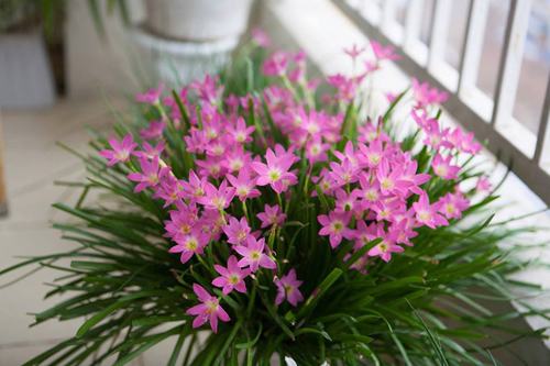 Vườn hoa nở rực ở ban công nhờ nước vo gạo Vườn hoa nở rực ở ban công nhờ nước vo gạo